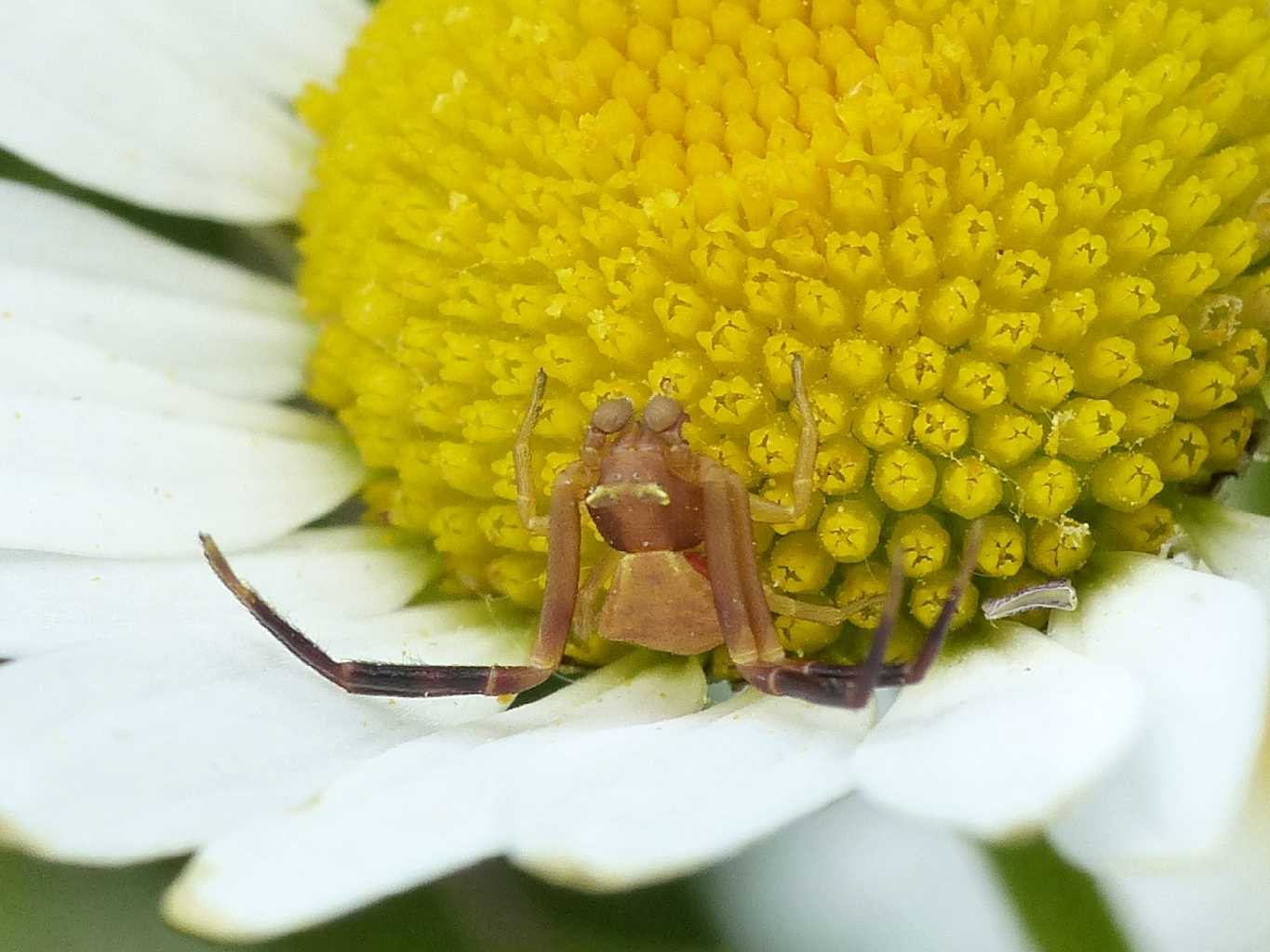 Maschi di Thomisus onustus - sso Marconi (BO)